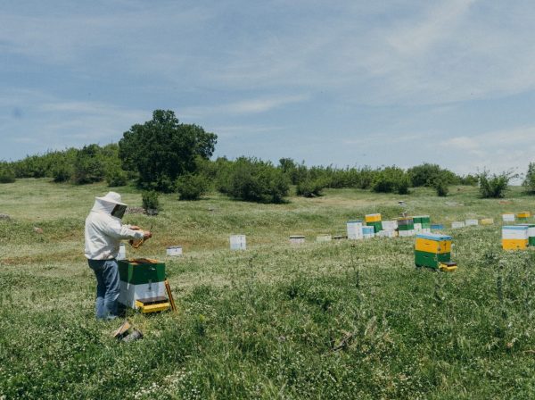 Raw Honey Production