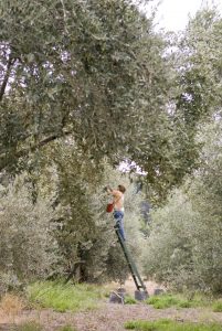 Odysea Olive grove