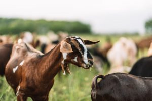 Greek Goat Roaming 